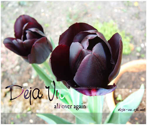 Page 25 Chapter 3 Lunar - Younenki no Owari