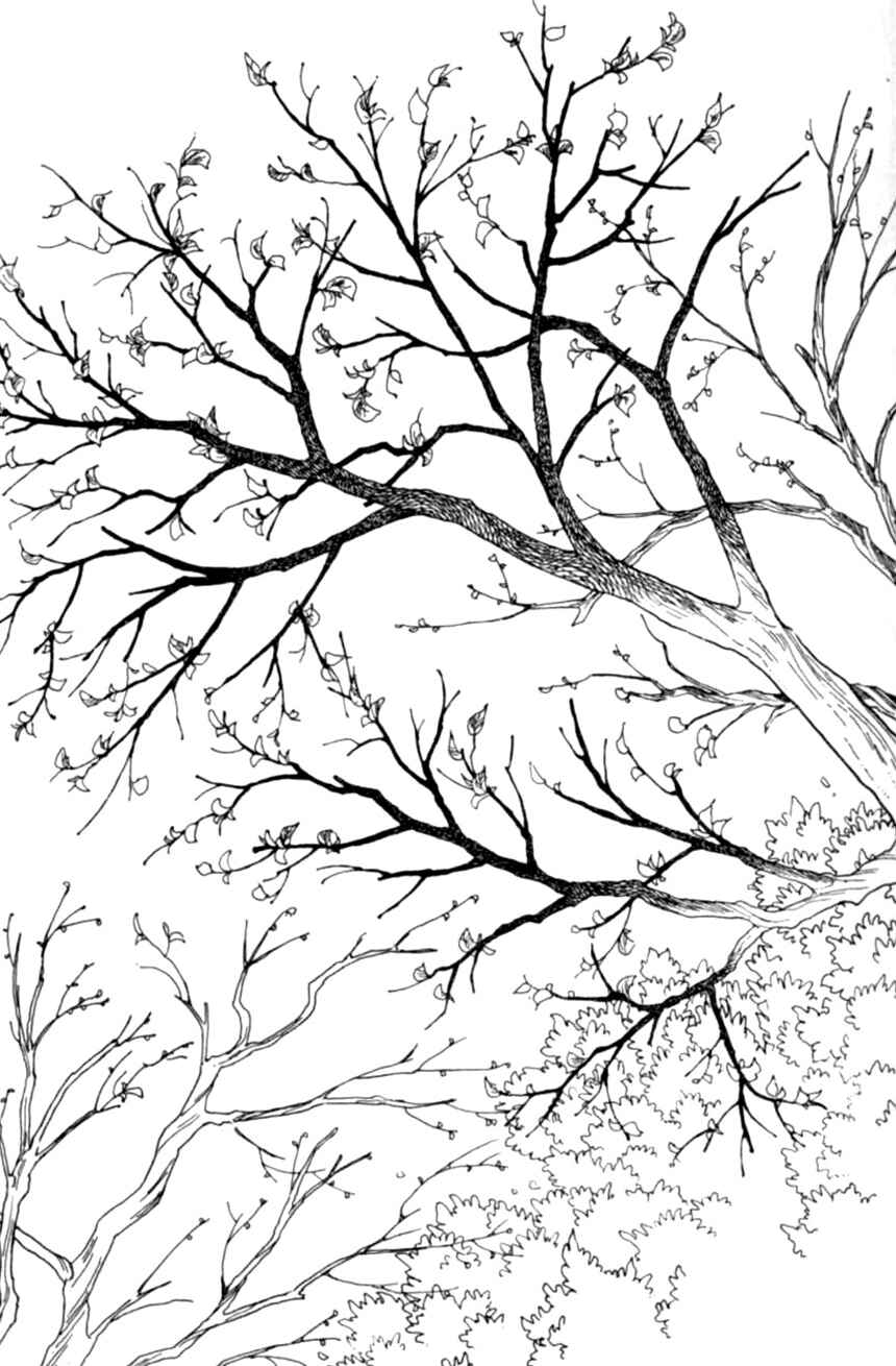 Page 35 Chapter 17 Linden Tree