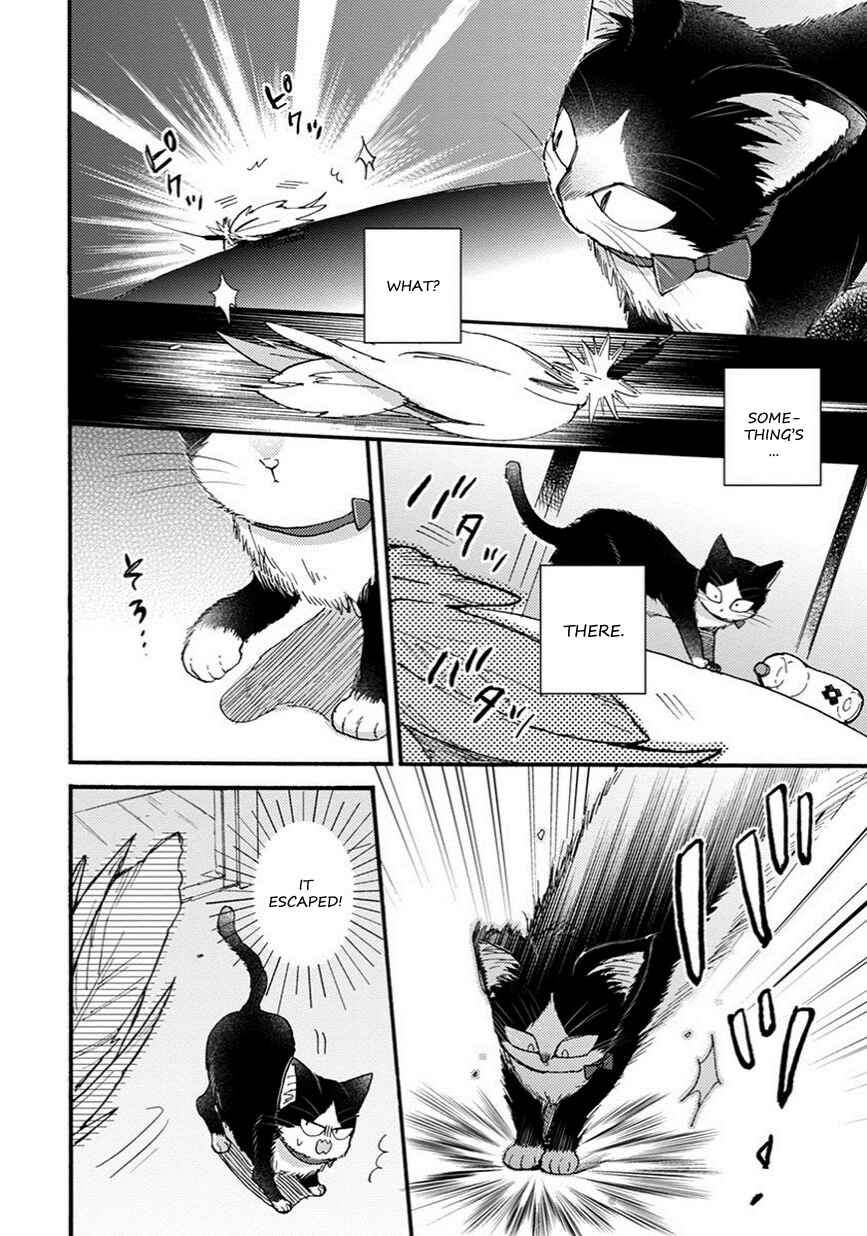 Page 7 Chapter 8.5 My Roommate Is a Cat