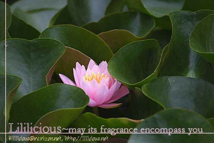 Page 24 Chapter 4.5 Clover