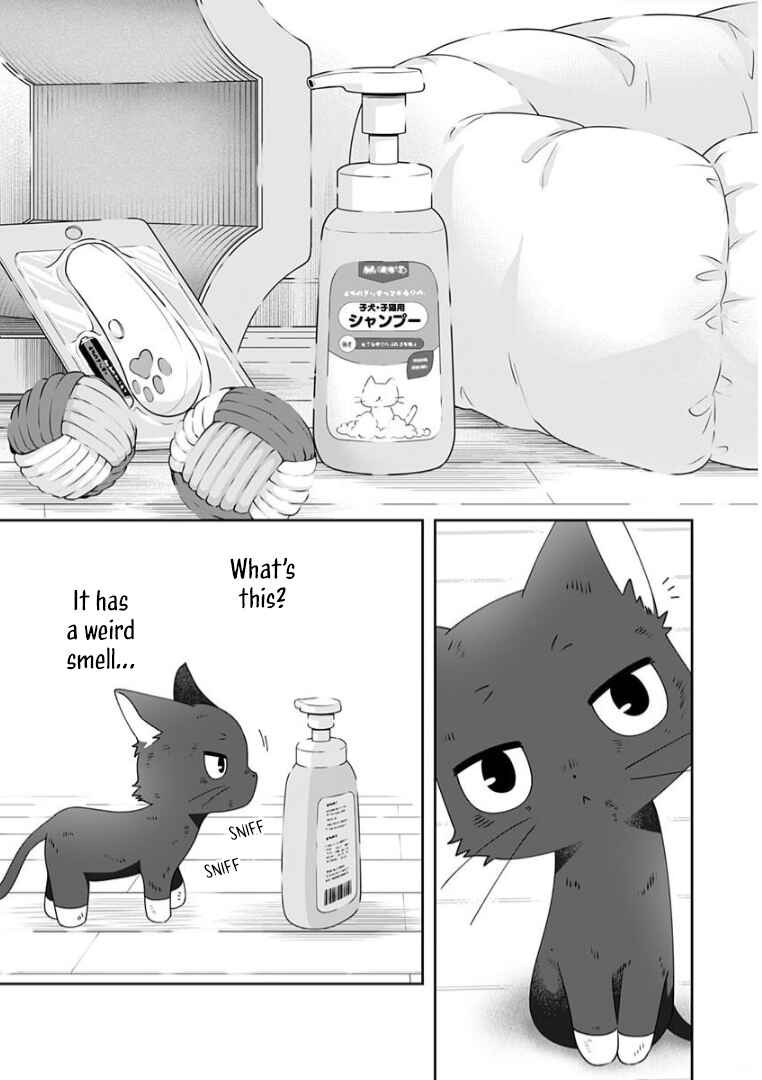 Page 3 Chapter 7 Neko ni wa Neko no Neko Gohan
