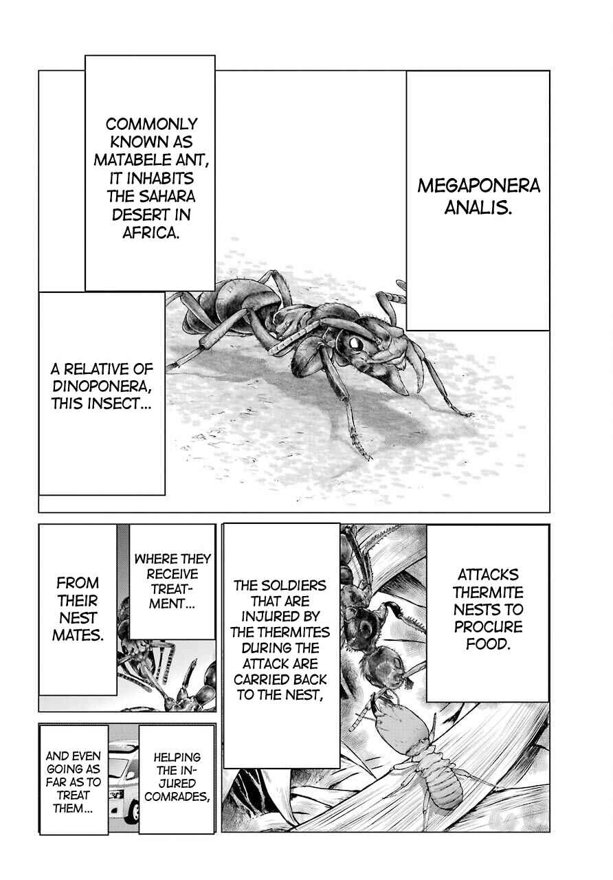 Page 31 Chapter 4 Blattodea