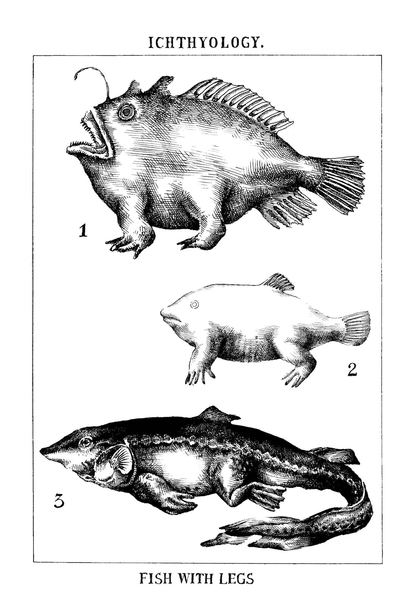 Page 12 Chapter 7 Feet Scraping Aquarium