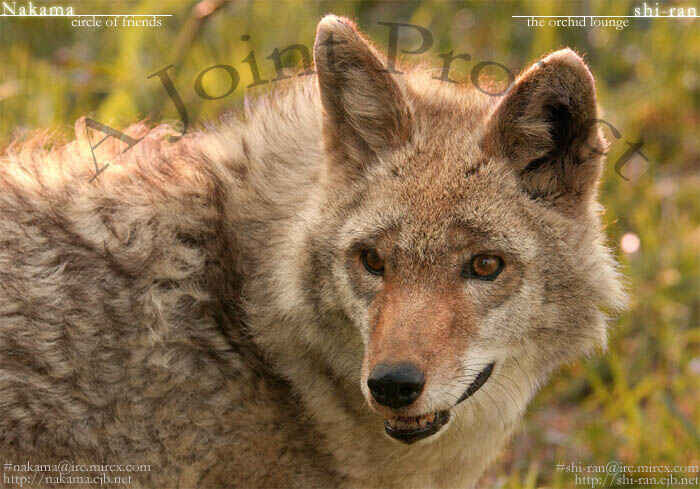 Page 1 Chapter 4 Three Wolves Mountain