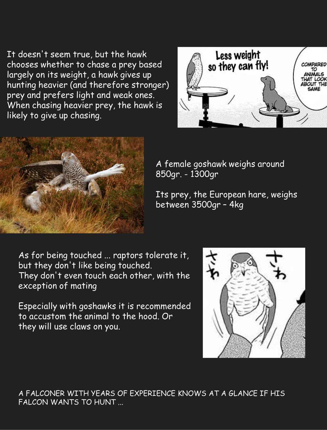 Page 4 Chapter 9 Hawk Master, Its Hunting Time!