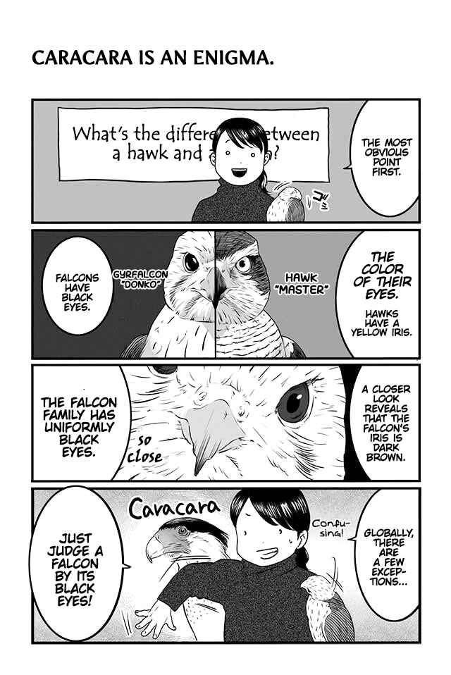 Page 4 Chapter 4 Hawk Master, Its Hunting Time!