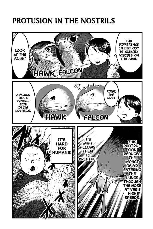 Page 8 Chapter 4 Hawk Master, Its Hunting Time!