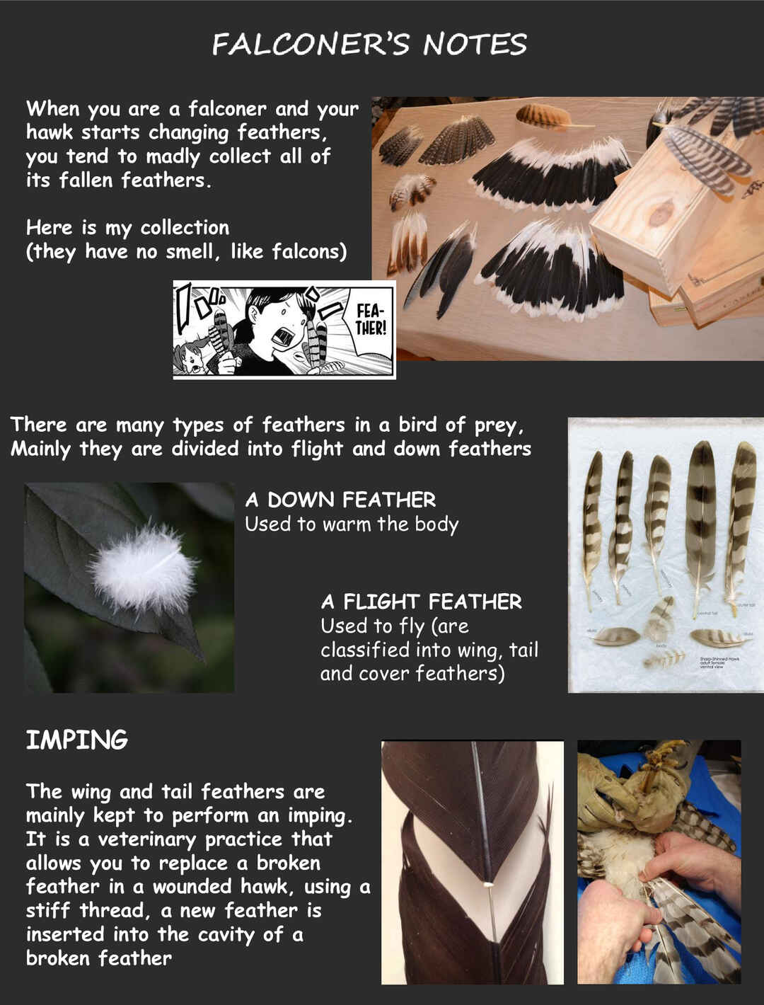Page 7 Chapter 7 Hawk Master, Its Hunting Time!