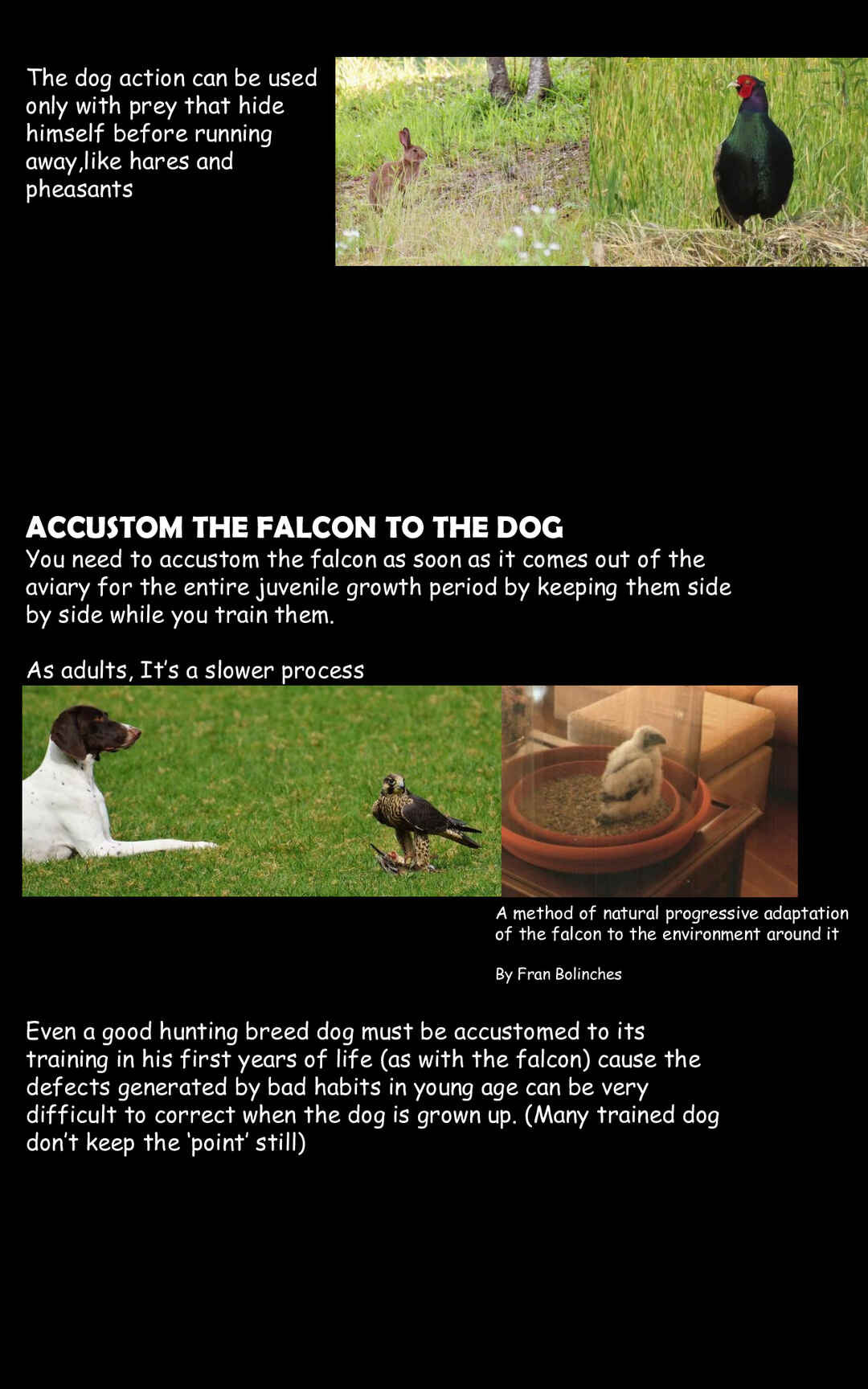 Page 10 Chapter 11 Hawk Master, Its Hunting Time!