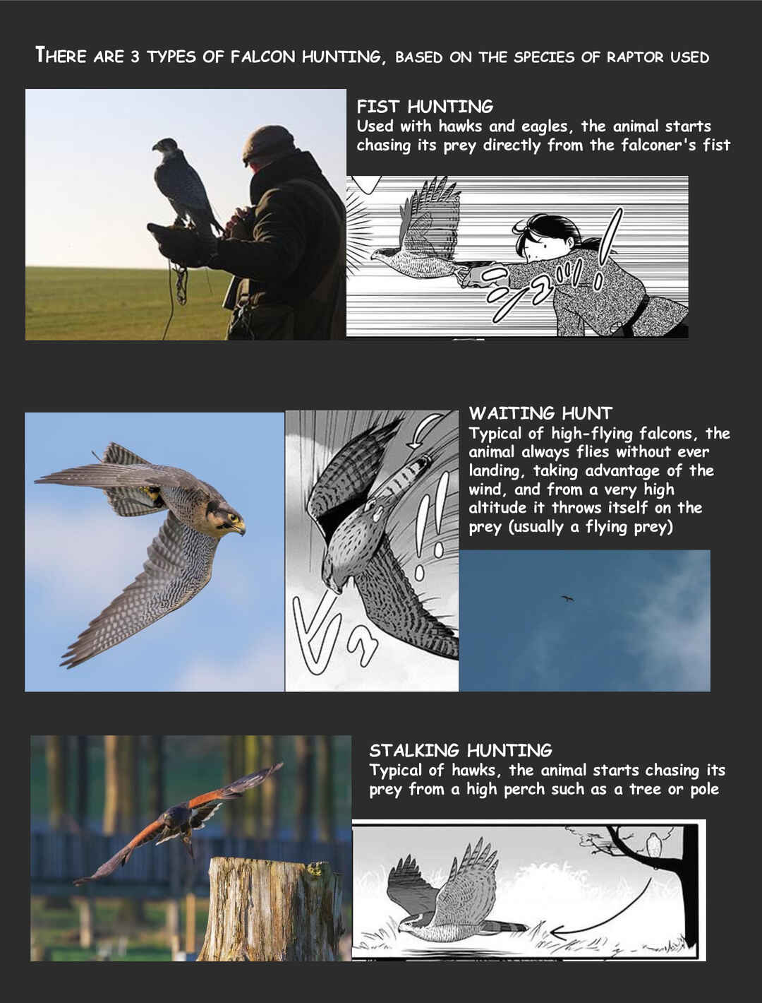 Page 12 Chapter 2 Hawk Master, Its Hunting Time!
