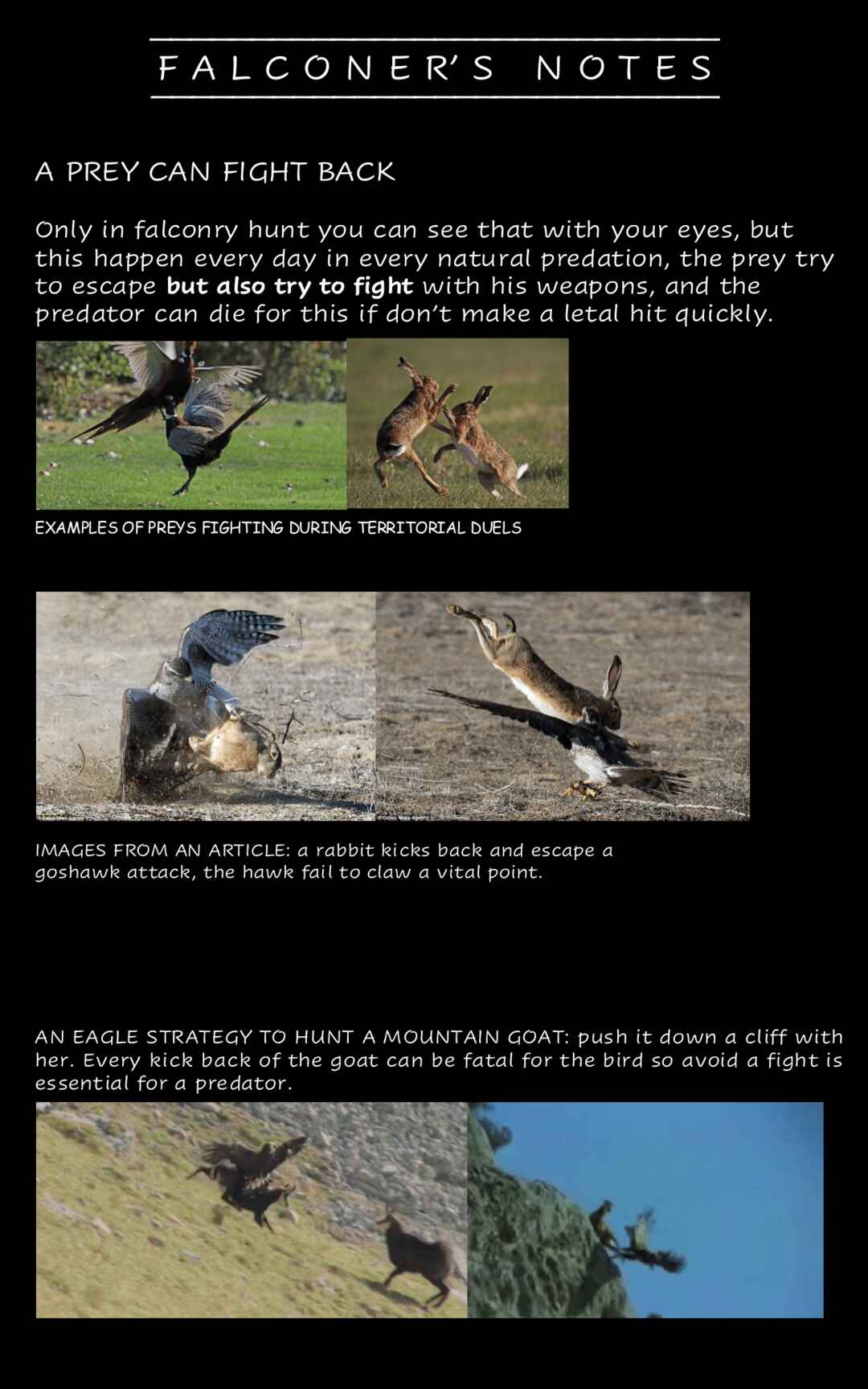 Page 9 Chapter 12 Hawk Master, Its Hunting Time!