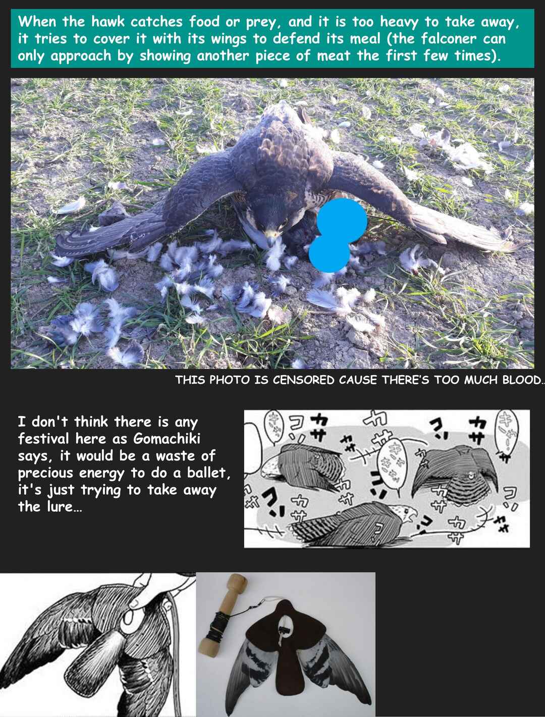 Page 12 Chapter 5 Hawk Master, Its Hunting Time!