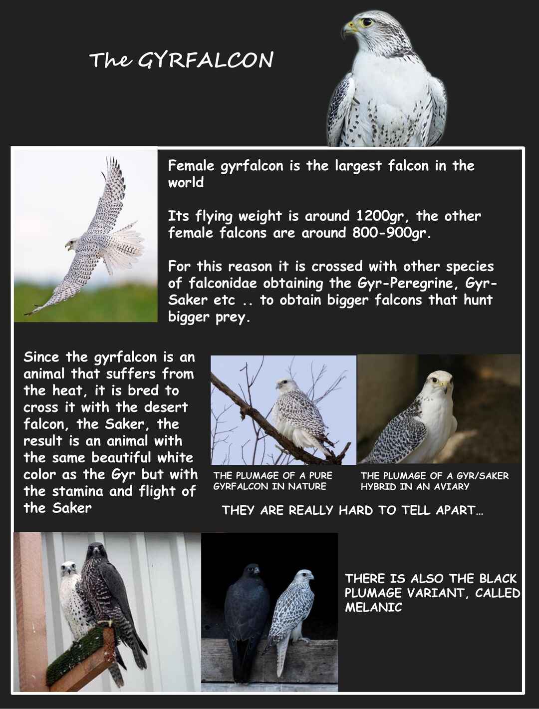 Page 9 Chapter 5 Hawk Master, Its Hunting Time!