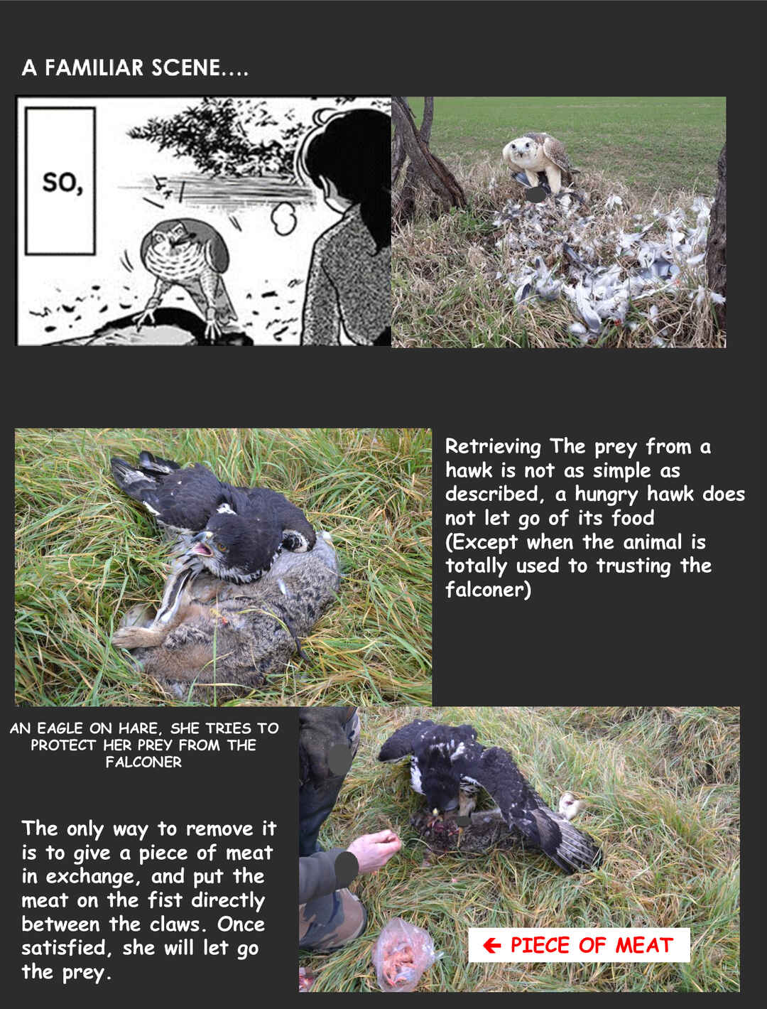 Page 17 Chapter 1 Hawk Master, Its Hunting Time!