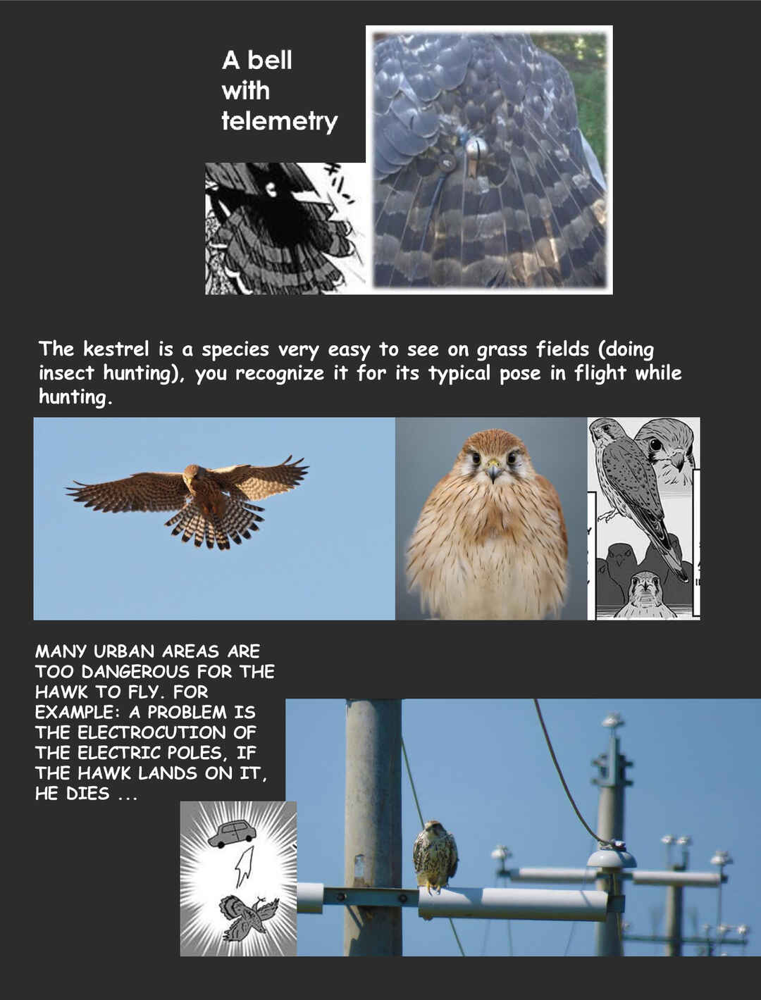 Page 18 Chapter 1 Hawk Master, Its Hunting Time!