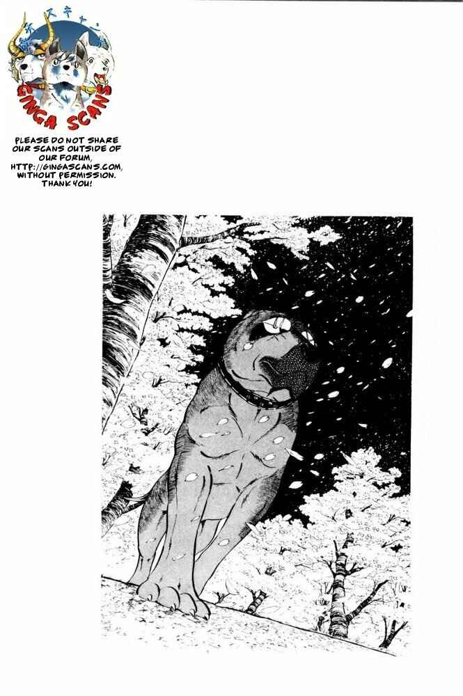Page 55 Chapter 39 Silver Fang – The Shooting Star Gin –
