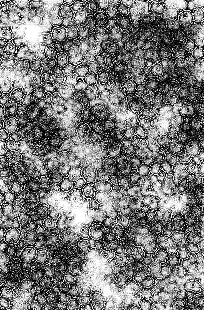 Page 32 Chapter 6 Pandemic