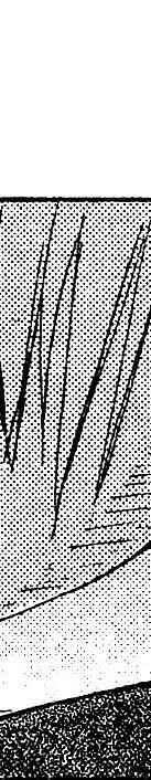 Page 33 Chapter 5 Desert Coral